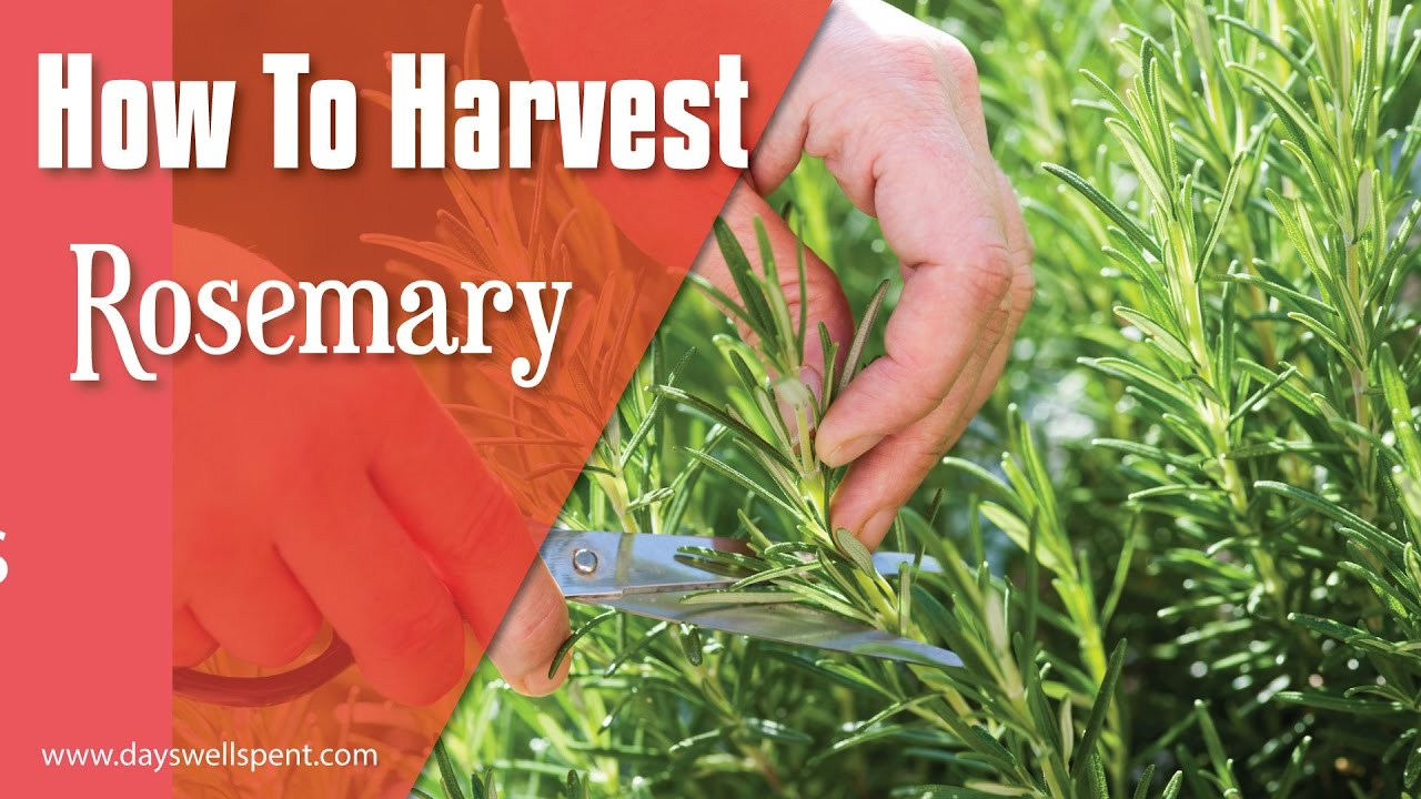 Harvesting Rosemary