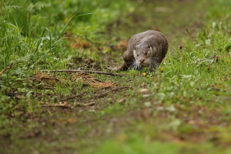beautiful and playful river otter in the nature habitat in Czech Republic lutra lutra
