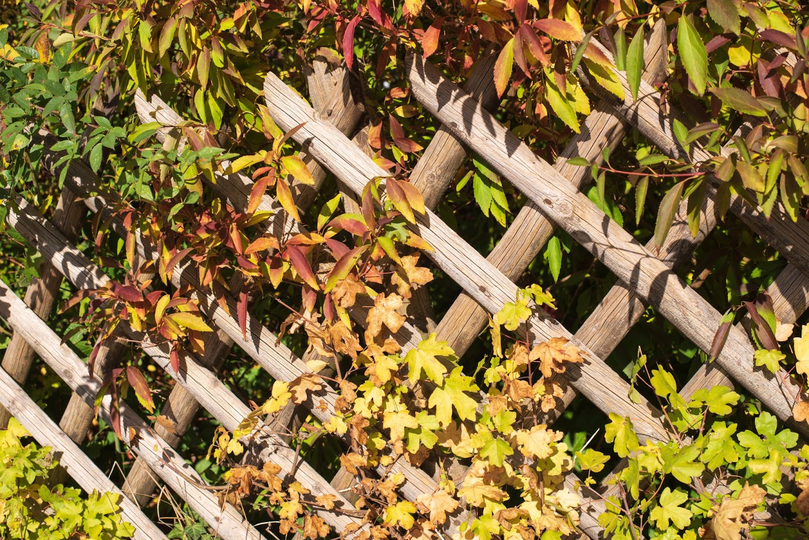 pergola vs trellis​