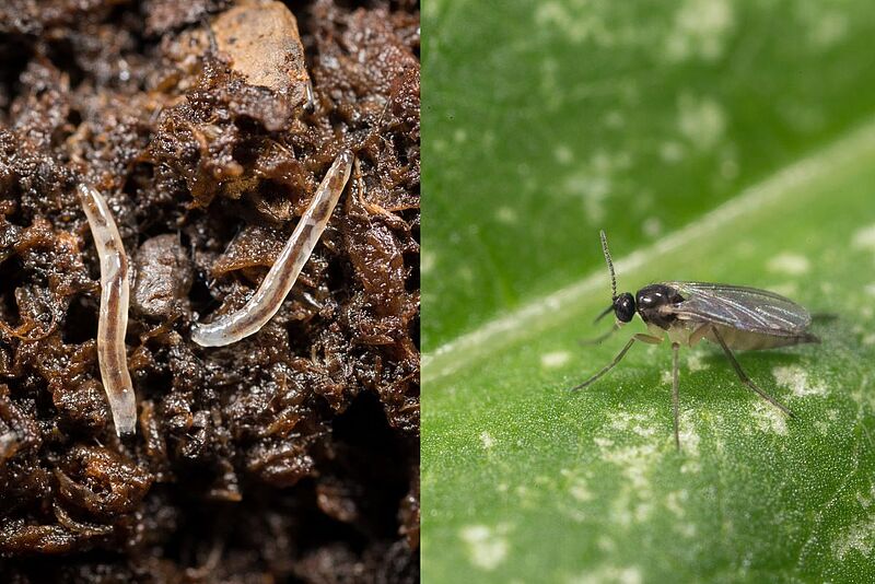 Sciarid flies - larva and adult stage