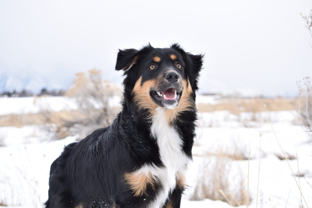 australian shepherd mix