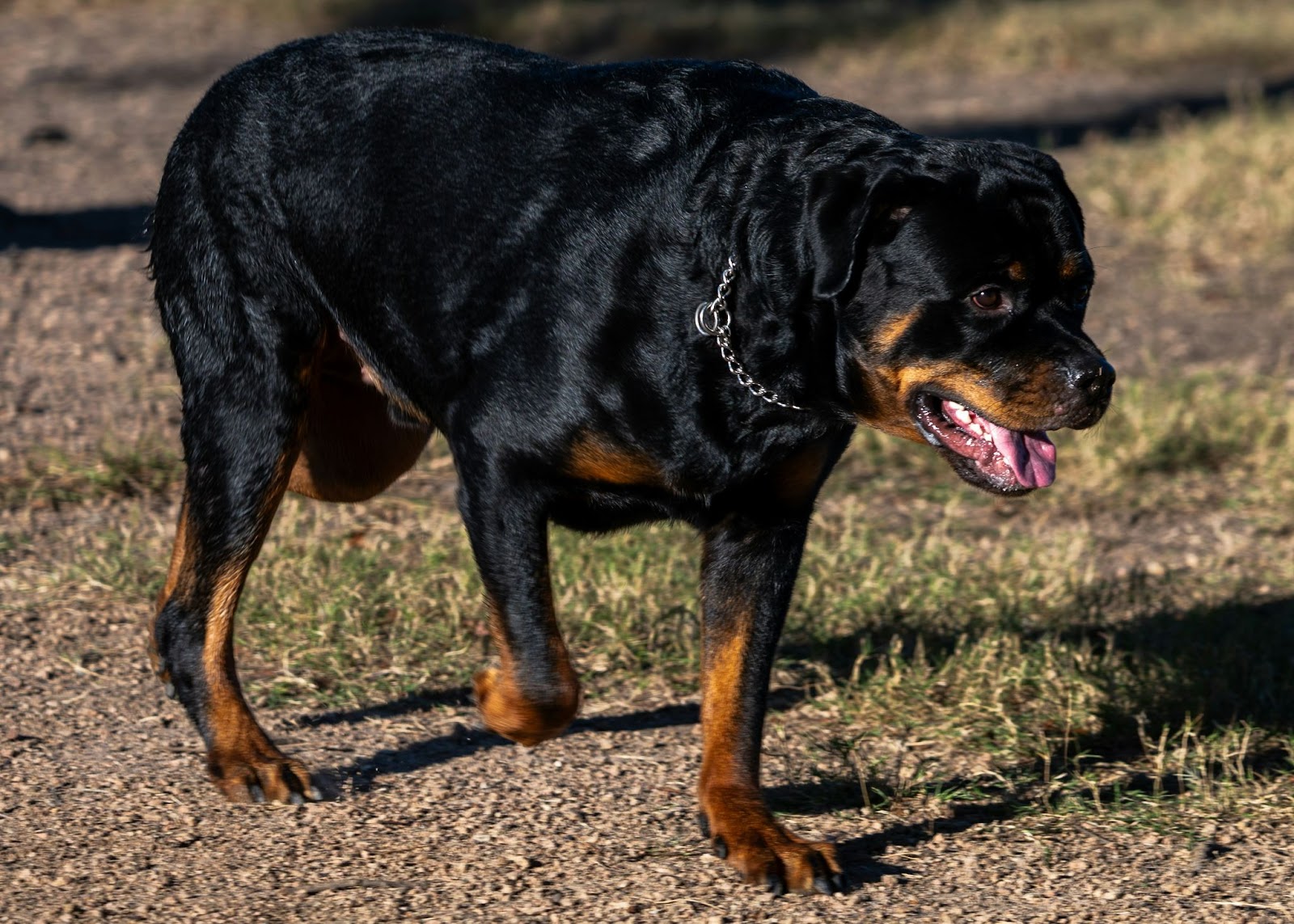 Rottweilers vs. German Shepherds: The True Test of Loyalty 2