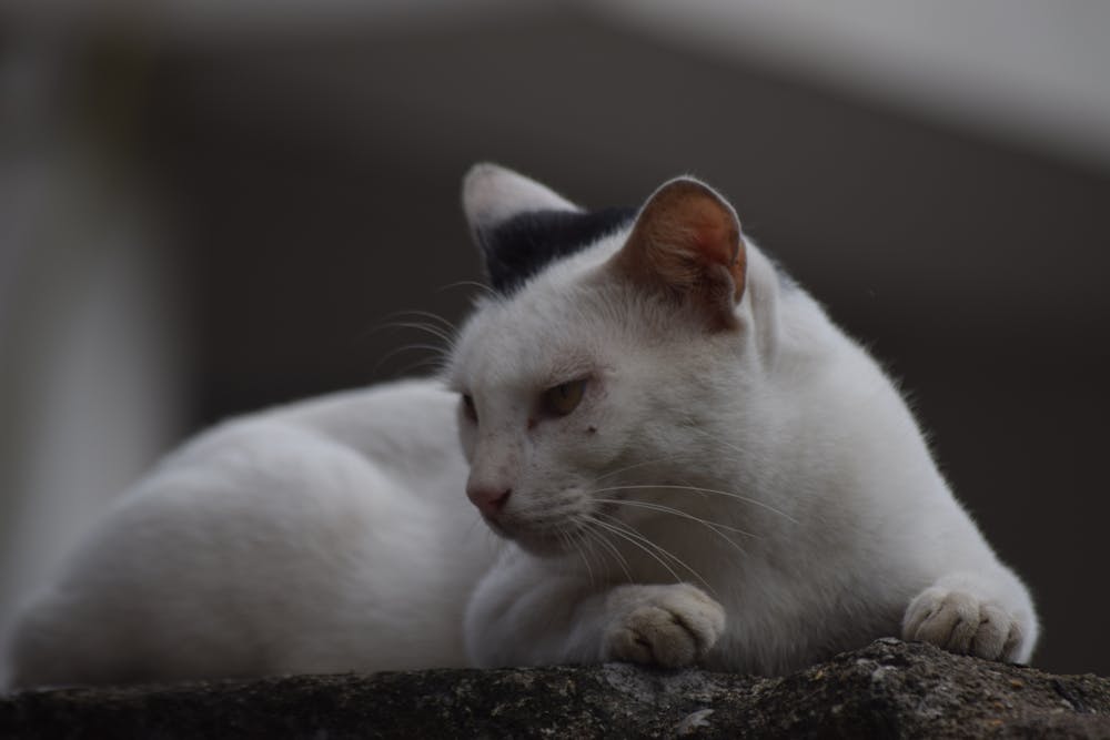 Beautiful white Cat