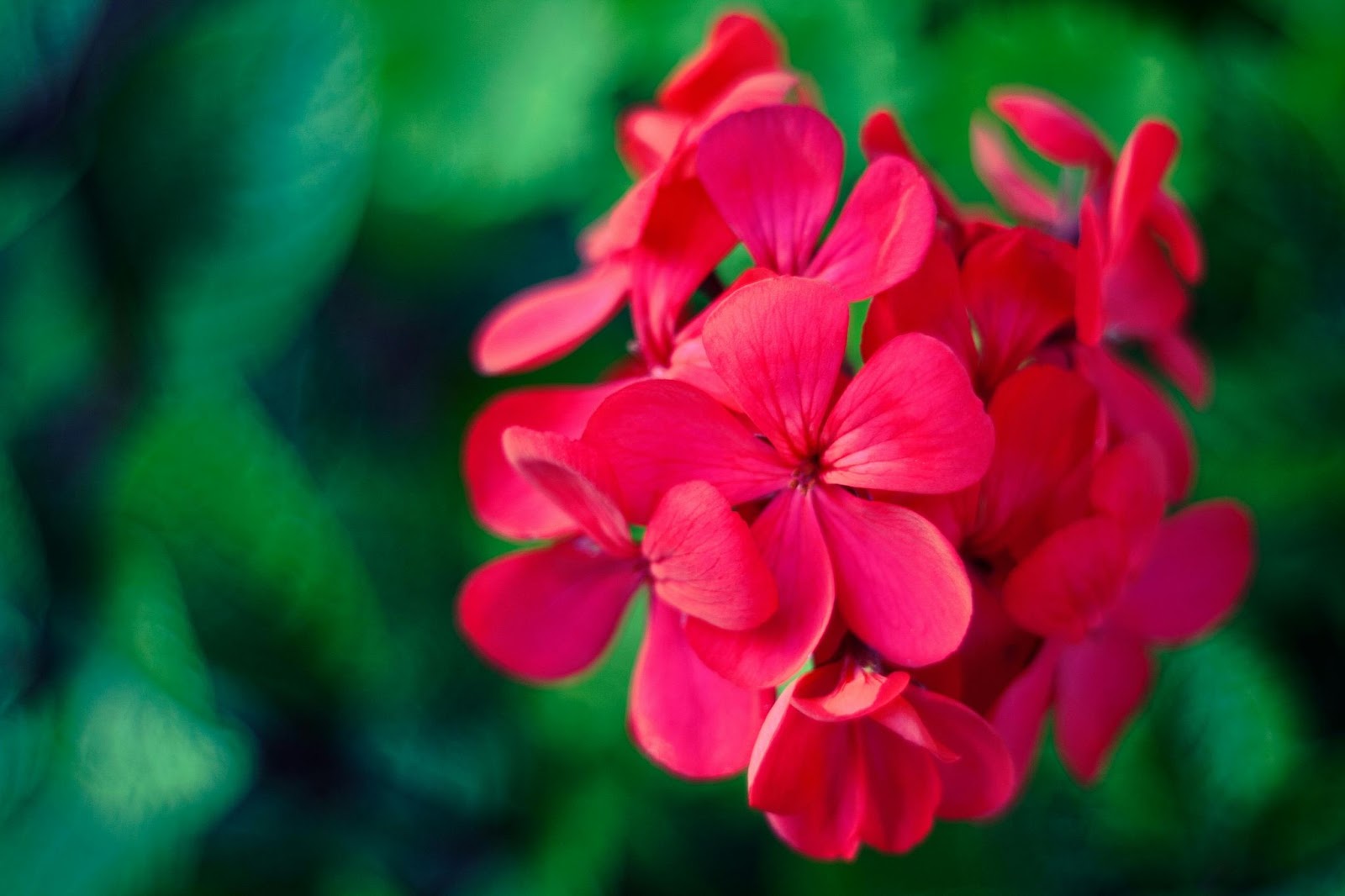rood-roze-geranium-bloeiende-tuinplanten