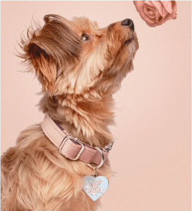 A small brown dog with a pink collar and a heart-shaped tag that says "Cute as fluff" looking up at a rose.