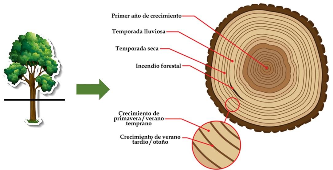 Bosques patagónicos y cambio climático