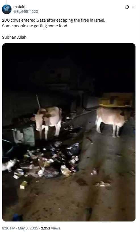 200 cows escaped the fires and entered the Gaza Strip