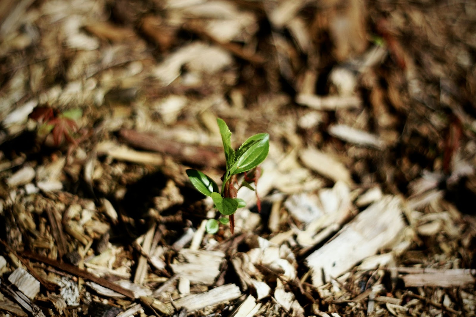 kill weeds down to the root - a photo of a mulch with a plant growing on the soil