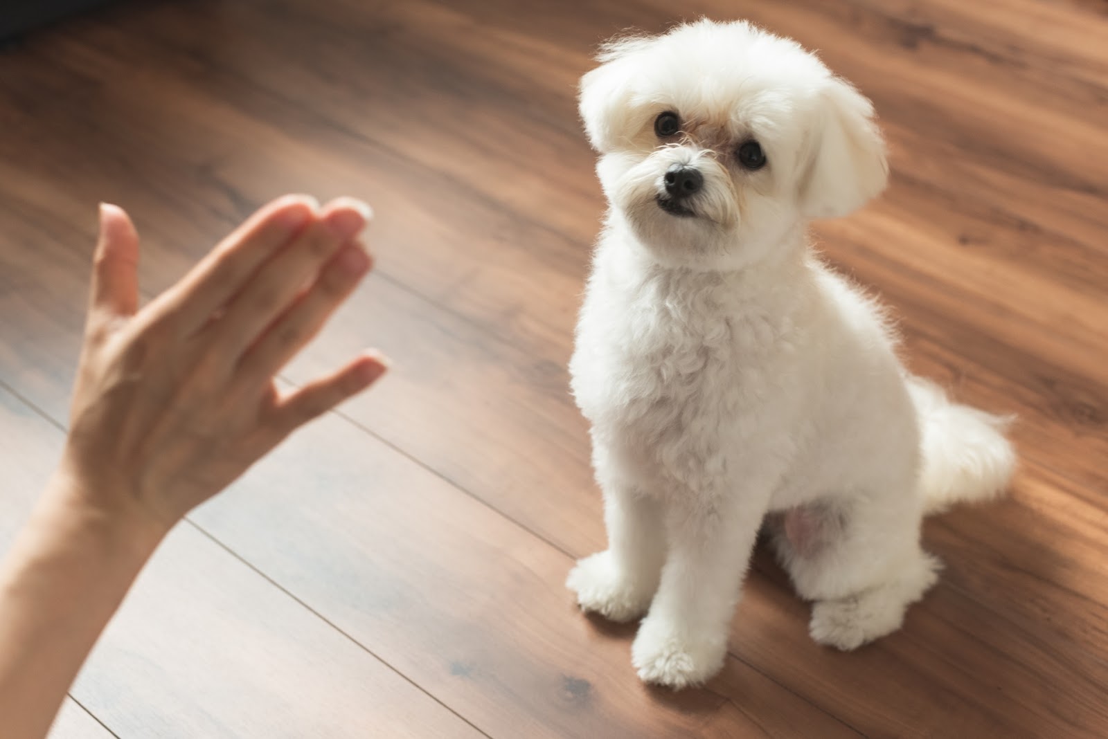 待てをトレーニング中の犬