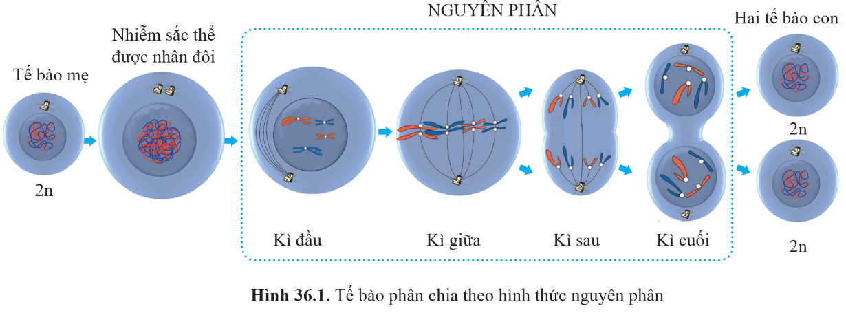 BÀI 36: NGUYÊN PHÂN VÀ GIẢM PHÂN