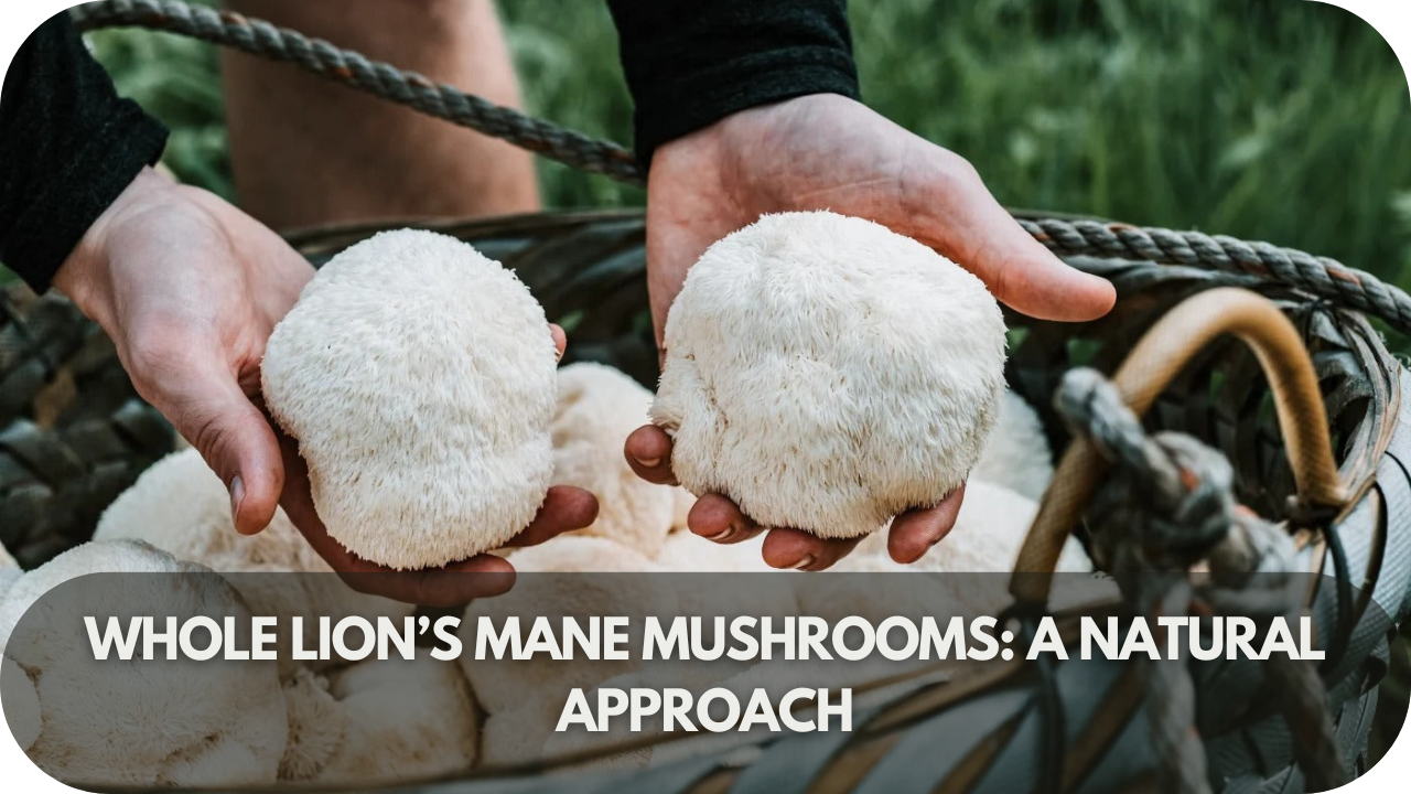 Whole Lion’s Mane mushrooms in their natural form, packed with nutrients and traditional benefits.