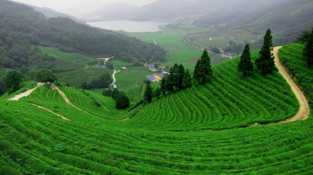 Địa điểm check in đẹp nhất tại Bảo Lộc. Đồi chè Tâm Châu