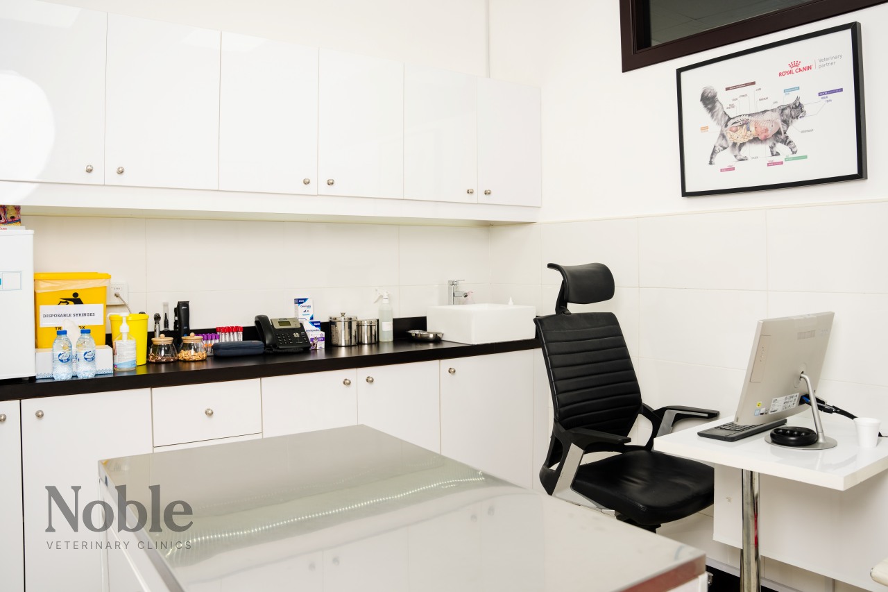 An office in one of the top veterinary clinics in Dubai showcasing a bright, well-maintained environment.