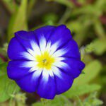 Picotee Blue Morning Glory