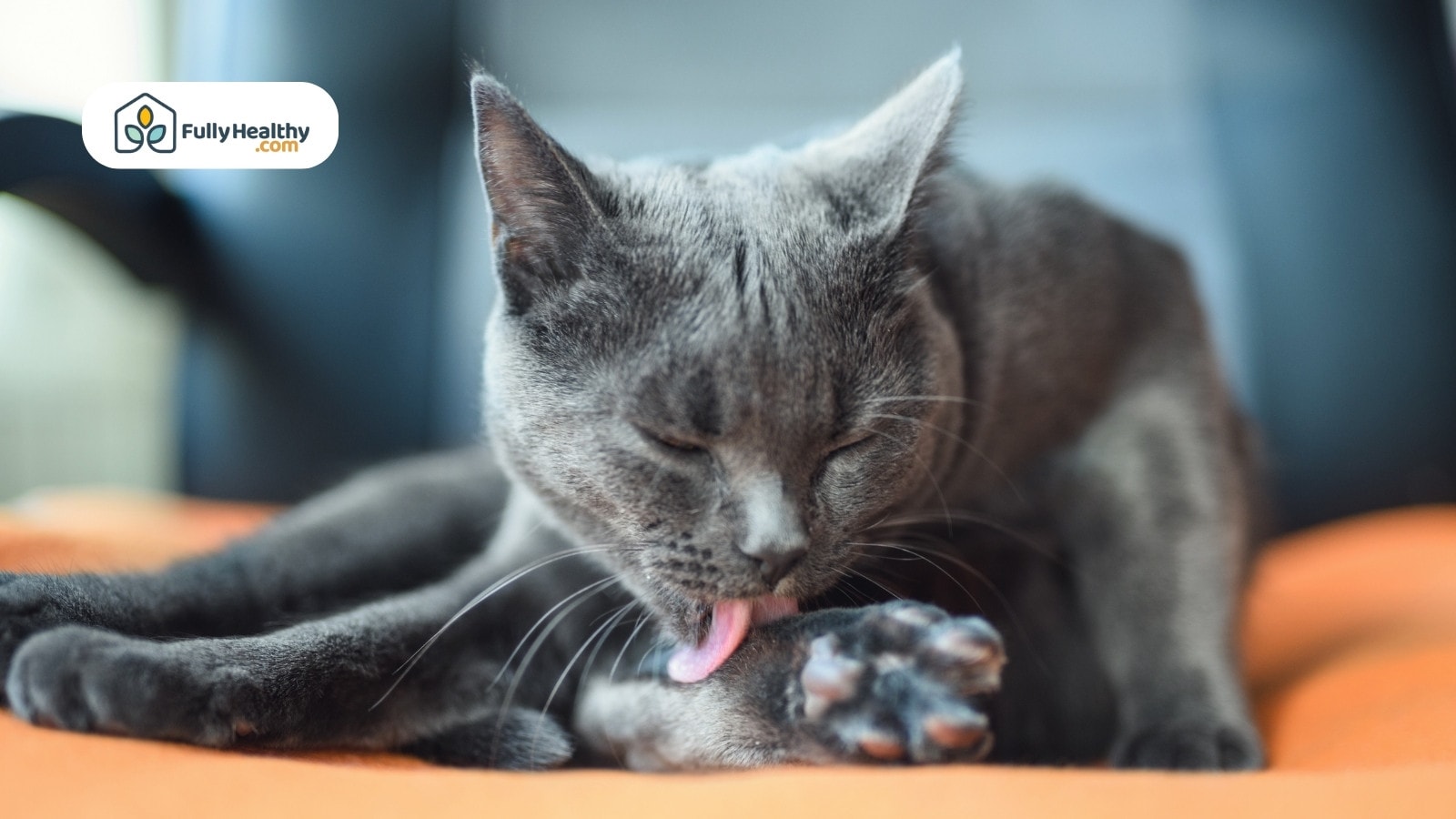 Gray cat grooming itself on orange cushion.