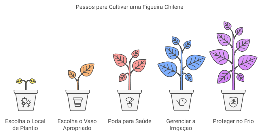 infográfico de como cultivar uma figueira chilena