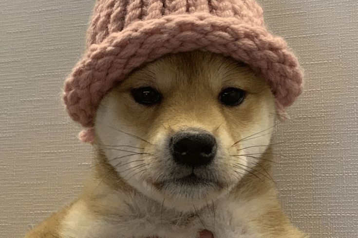 Dogwifhat (WIF) 