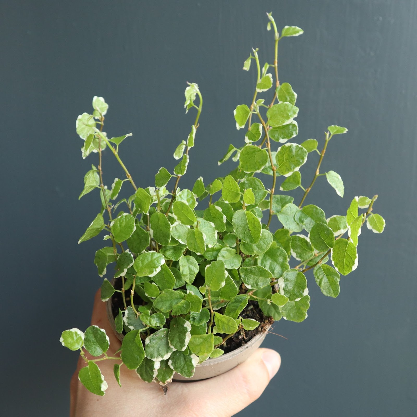 dónde comprar plantas para paludario