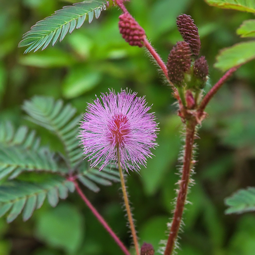 Encouraging Sensitive Plant Flowers to Bloom