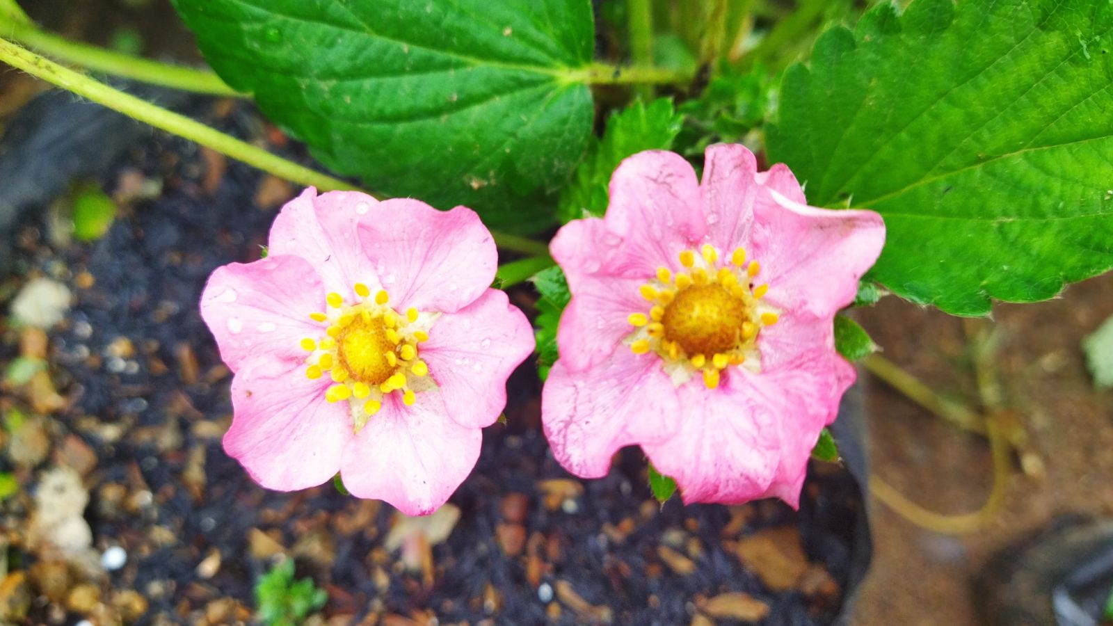 An overhead and close-up shot of ruffly taffy colored petals of the Gasana variety