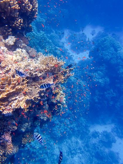 port ghalib diving