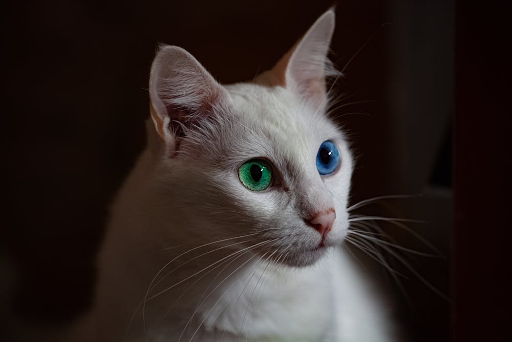 Selective Focus Close-up Photo of White Cat With Blue and Green Eyes