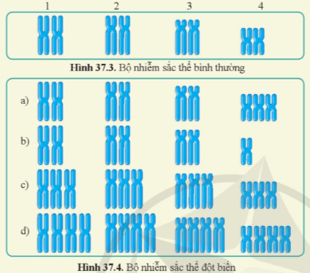 BÀI 37: ĐỘT BIẾN NHIỄM SẮC THỂ