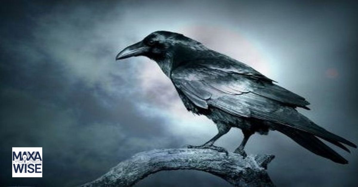 What Do Crows Symbolize?