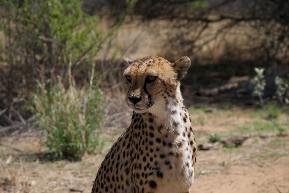 Cheetah Sitting on Brown Soil