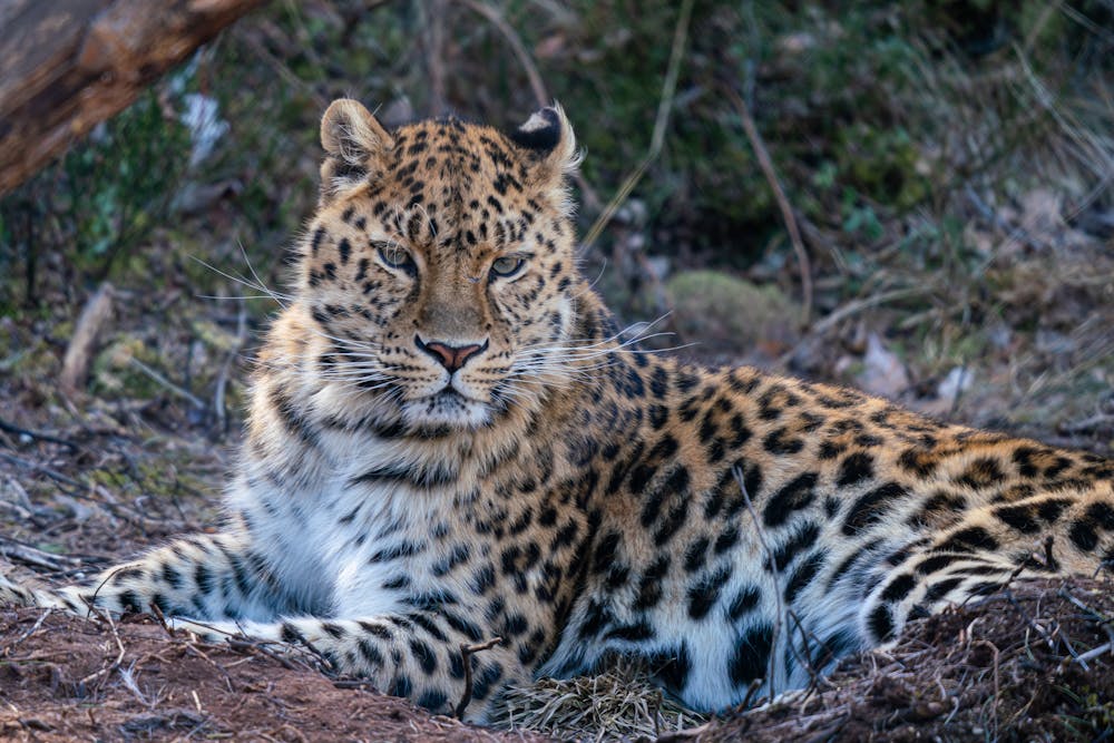 Leopard Lying on the Ground