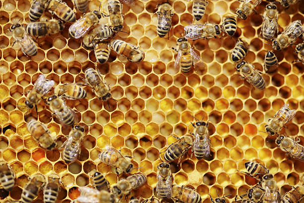 Honey Bees
