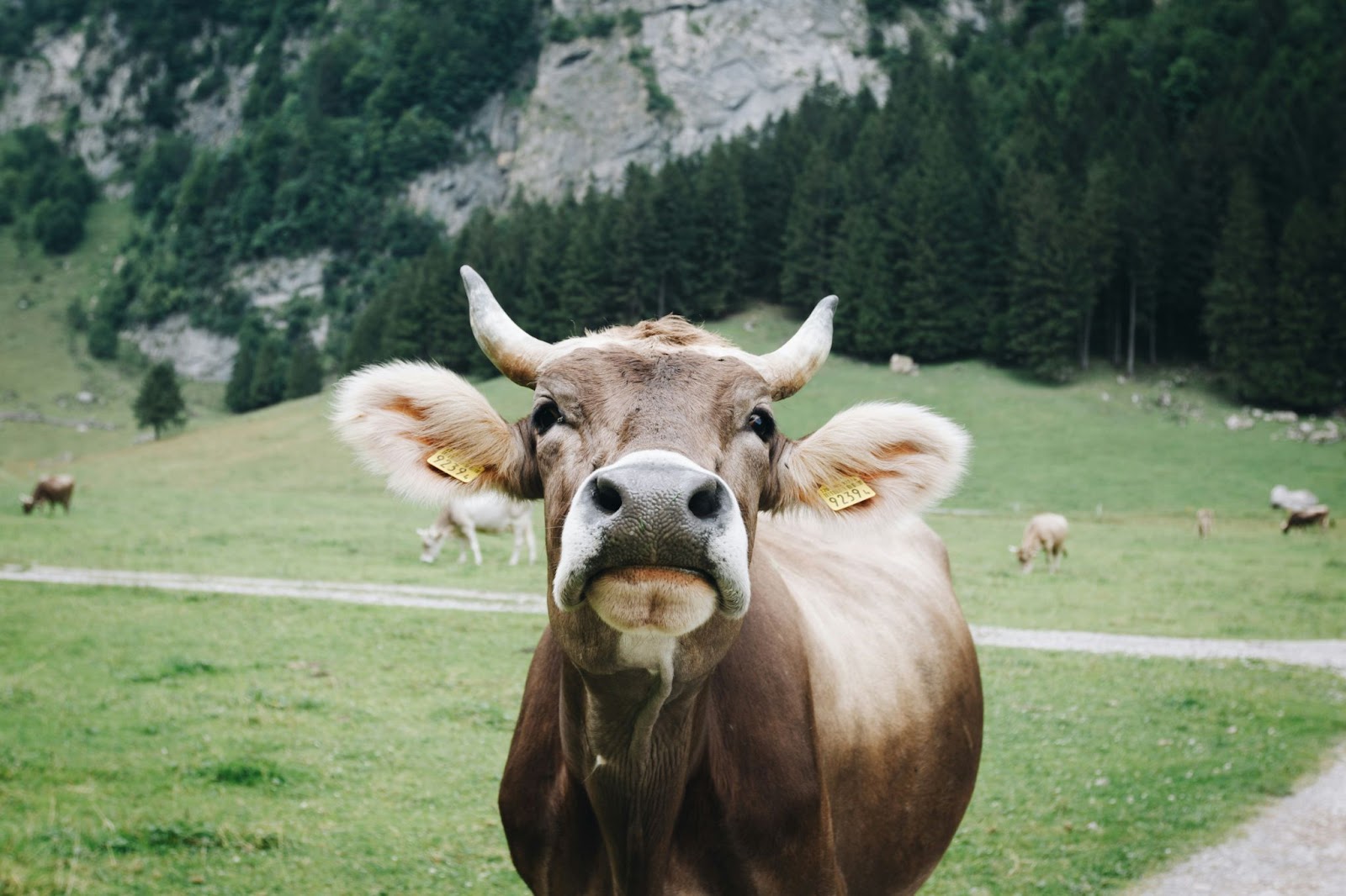 Cow spotting road trip game