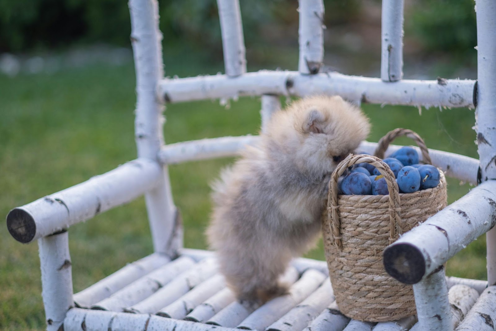mag een hond fruit