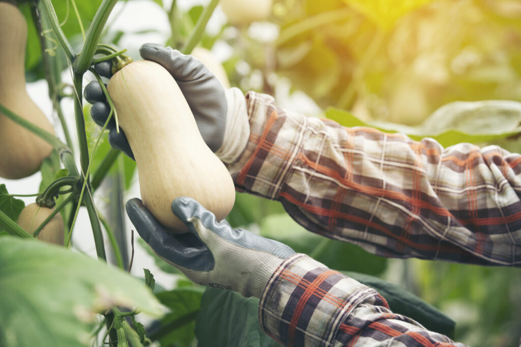 Harvesting Squash