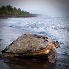 Tortuguero, Costa Rica: Todo lo que necesitas saber