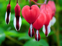 Bleeding Heart, The most beautiful flowers in the World