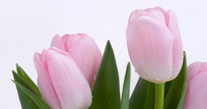 Pink Tulips