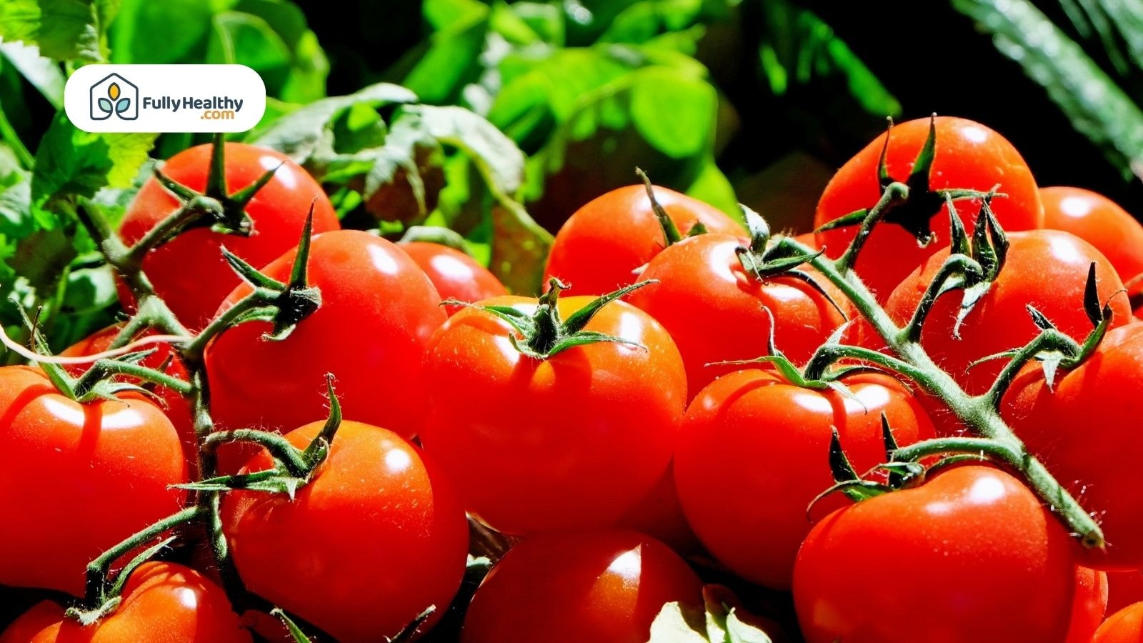 Cluster of red tomatoes growing under bright natural sunlight