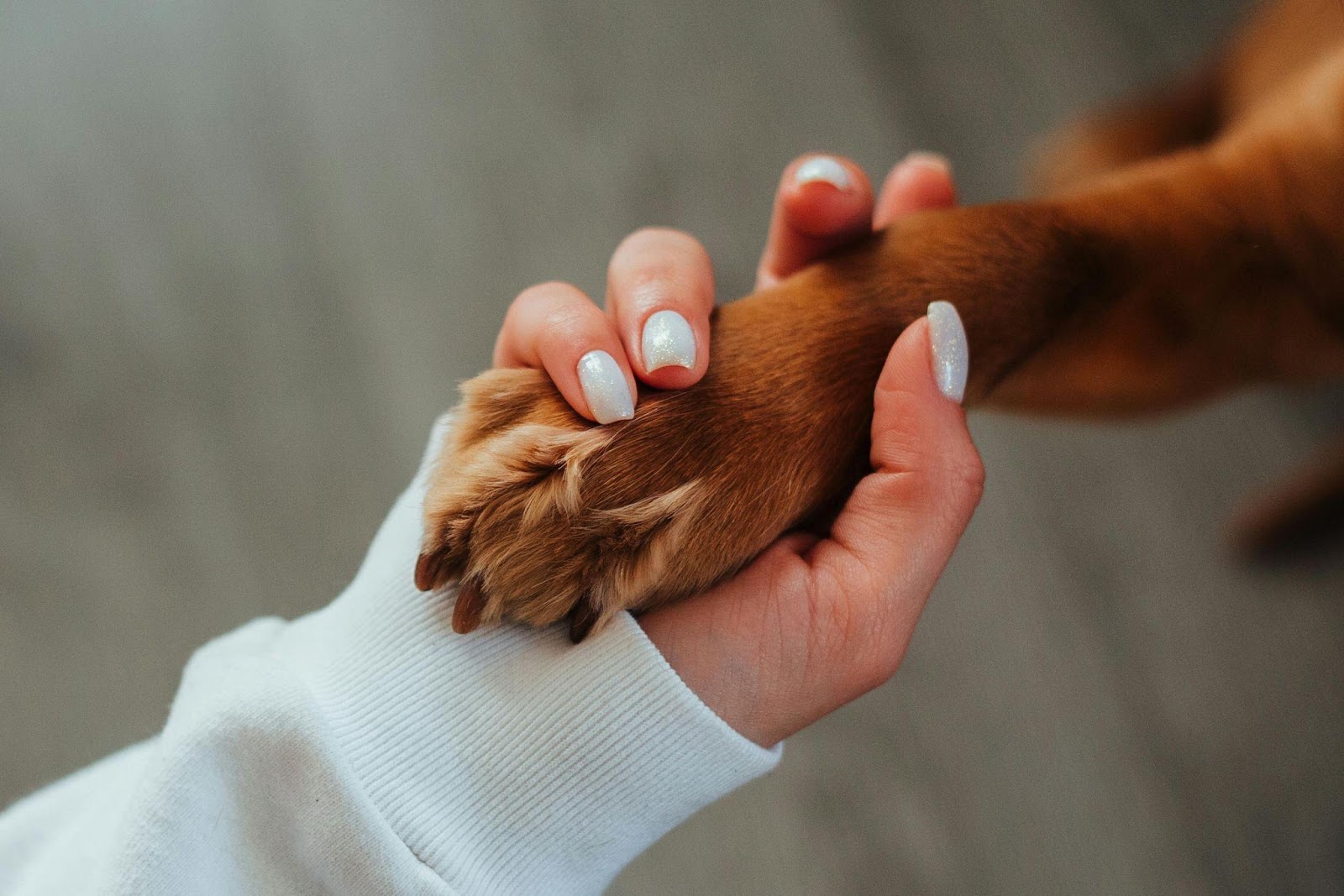 Homemade Paw Balm