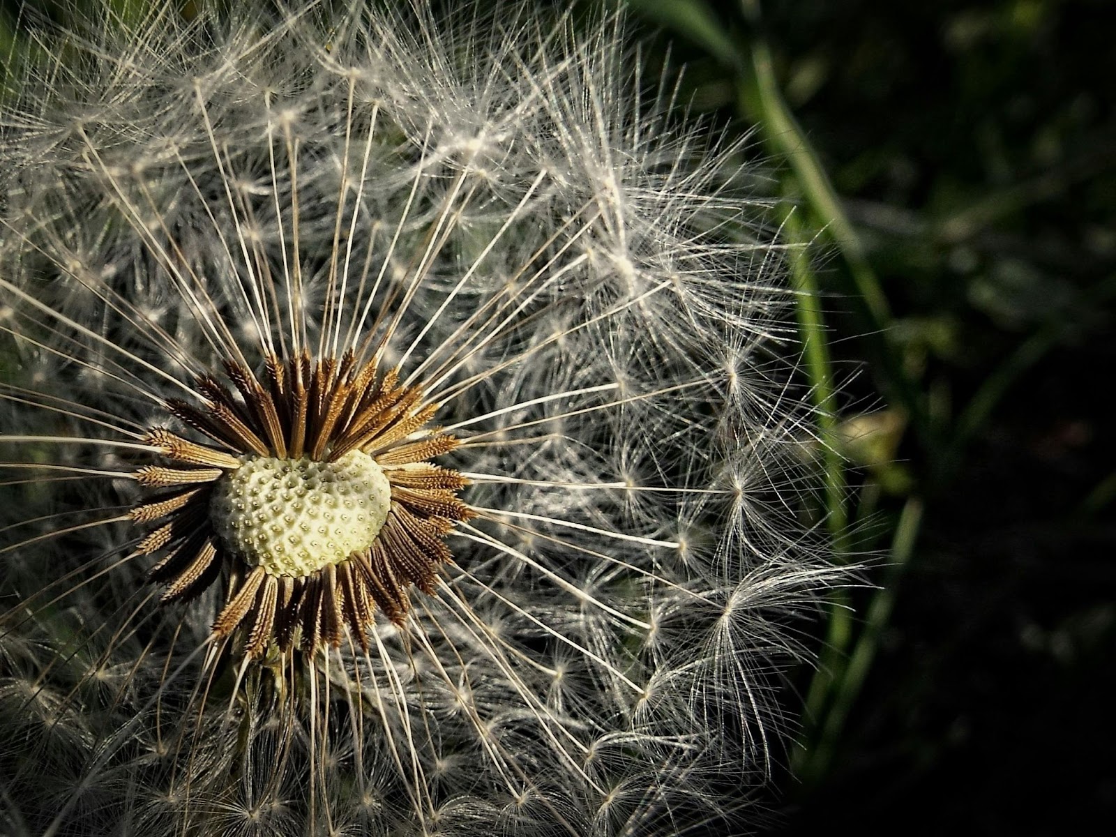 Dandelion