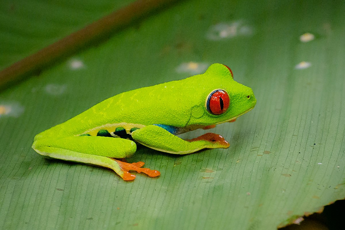 Red eyed frog in night tour, La Fortuna 