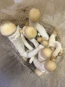 panama cubensis mushroom