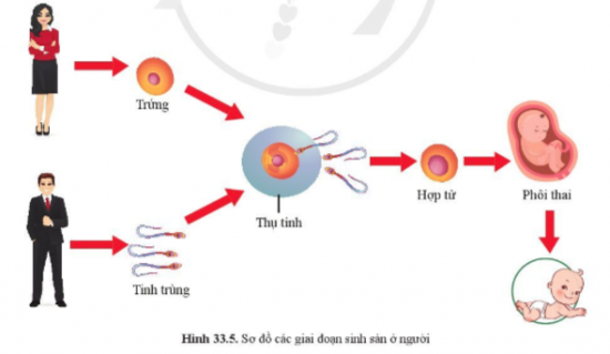 BÀI 33. SINH SẢN HỮU TÍNH Ở ĐỘNG VẬT 