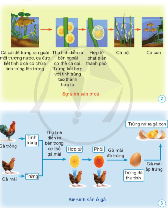 BÀI 10. SỰ SINH SẢN Ở ĐỘNG VẬT ĐẺ TRỨNG VÀ ĐỘNG VẬT ĐẺ CON