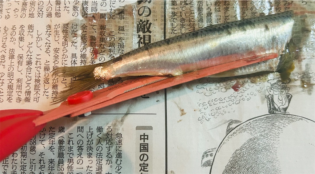 f:id:wakuwakuseikatsu:20250605223419j:image