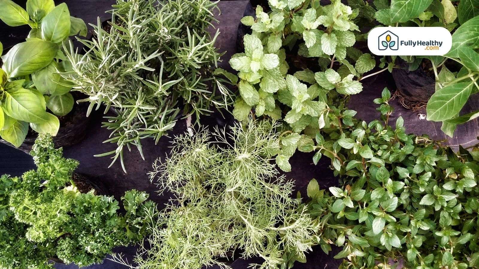 A variety of fresh herbal plants