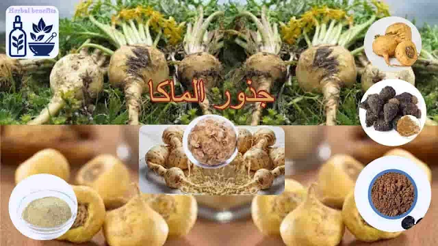 جذور الماكا