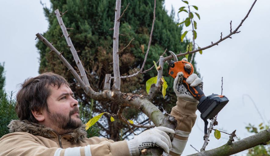 Male gardener prune fruit tree using battery powered pruning shears, secateur.