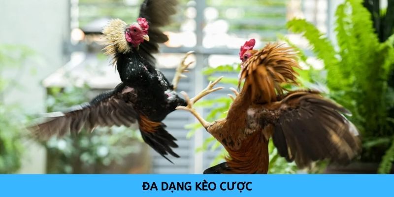 Các loại kèo đá gà đa dạng mang tới nhiều lựa chọn cho mọi người