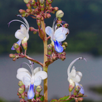 flowers name in malayalam
